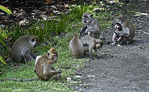 Macaques by Asienreisender